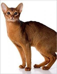 ​世界名猫品种大全，收藏