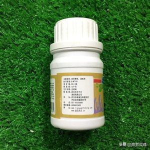 ​黑坑钓鱼小药千里香与促食剂的正确使用方法，不要盲目地使用