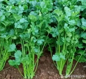 ​伏天种植香菜技术要点