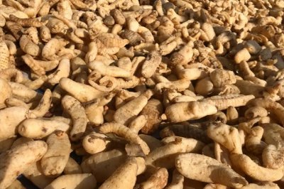 ​容易种植的名贵药材，一亩纯利润能达到128000元，方法其实也不难