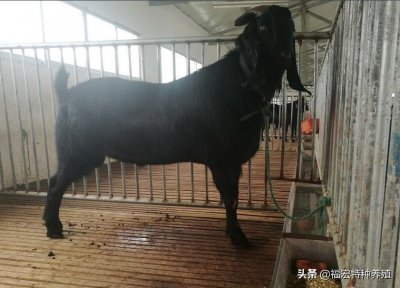 ​几千元一只的萨能黑山羊价格去哪里购买萨能黑山羊到底怎么样？