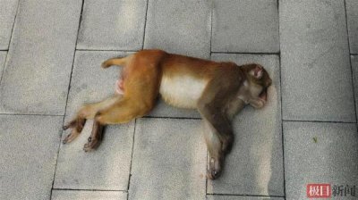 ​南京第二只流浪猴小区内被捉，救援人员：疑似有人放生