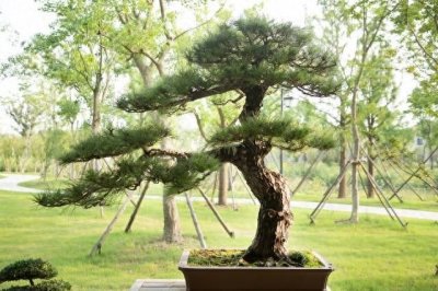 ​家有良木，儿孙自有福”！5种吉祥树，种一棵好处多，