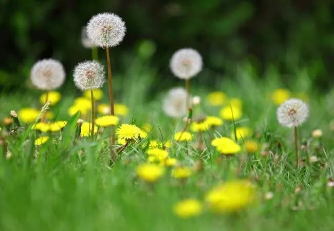 蒲公英寓意和象征意义(蒲公英的真正花语)
