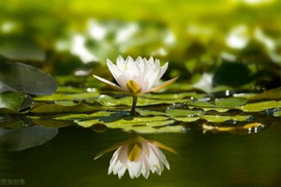 ​睡莲的水缸养殖方法(睡莲不放泥只放水怎样养)