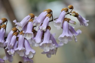 ​梧桐花与泡桐花的区别(梧桐花与泡桐花一样吗)