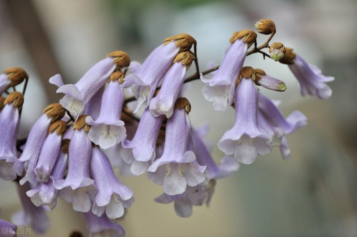 梧桐花与泡桐花的区别(梧桐花与泡桐花一样吗)