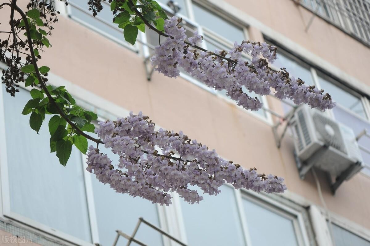 梧桐花与泡桐花的区别(梧桐花与泡桐花一样吗)