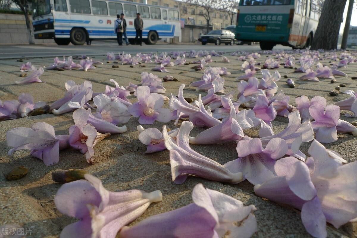 梧桐花与泡桐花的区别(梧桐花与泡桐花一样吗)