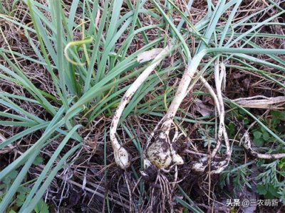 ​野葱：一种不容错过的野菜，吃过的人不多
