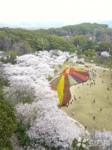 ​苏州：2000多棵樱花盛放如雪