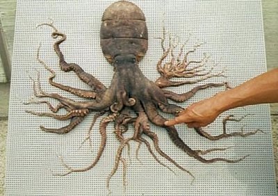 ​核污染是怎么让生物产生变异的？对人类的威胁有多大？看完涨知识