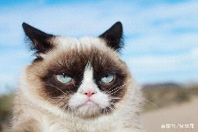 ​推荐三部女主变身萌猫，获得男主宠爱的好书，超级经典！
