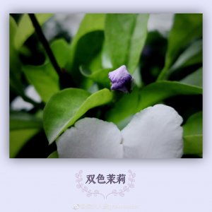 ​手机镜头下的花花世界：双色茉莉。又名鸳鸯茉莉、五色茉莉、番茉莉