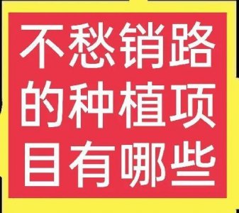 ​不愁销路的种植项目，想赚钱的速来看