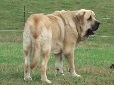 ​世界第一巨犬，獒中霸主：西班牙獒犬