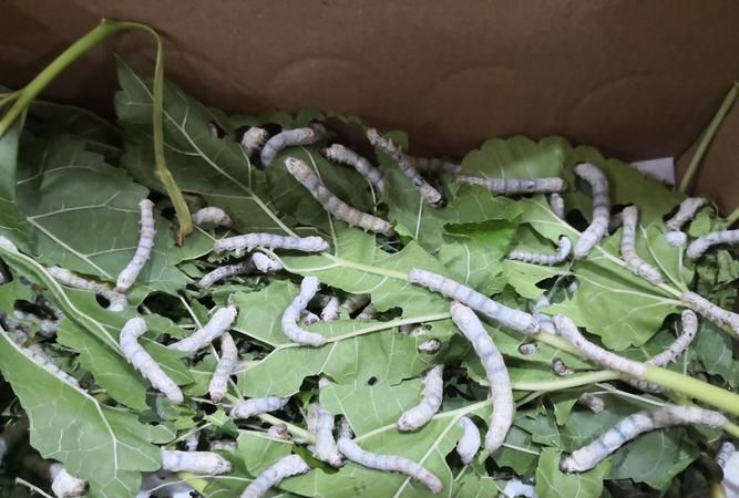 蚕吃什么会变色,蚕吃食用色素可以变色