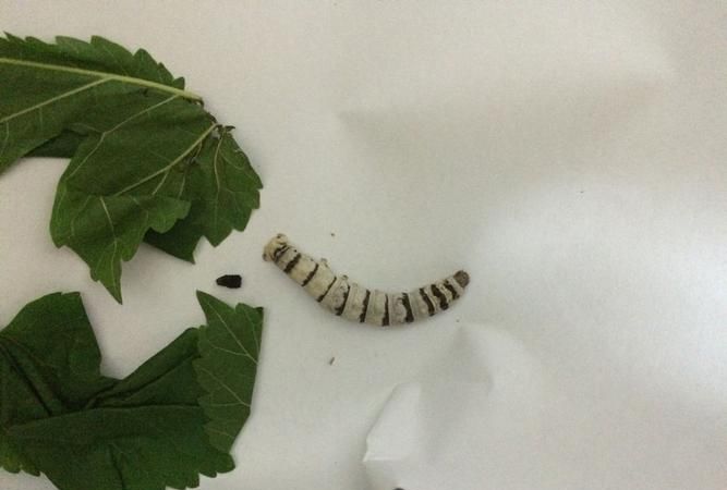 蚕吃食用色素可以变色吗?