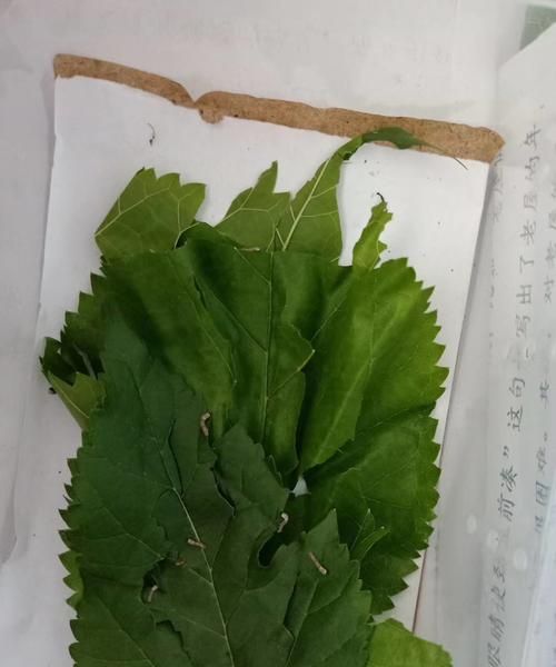 蚕吃食用色素可以变色吗?