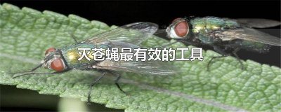 ​灭苍蝇最有效的工具 灭苍蝇最有效的工具三角形的