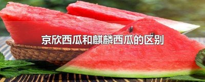 ​麒麟瓜与京欣瓜的区别 麒麟瓜和京欣瓜哪个好吃