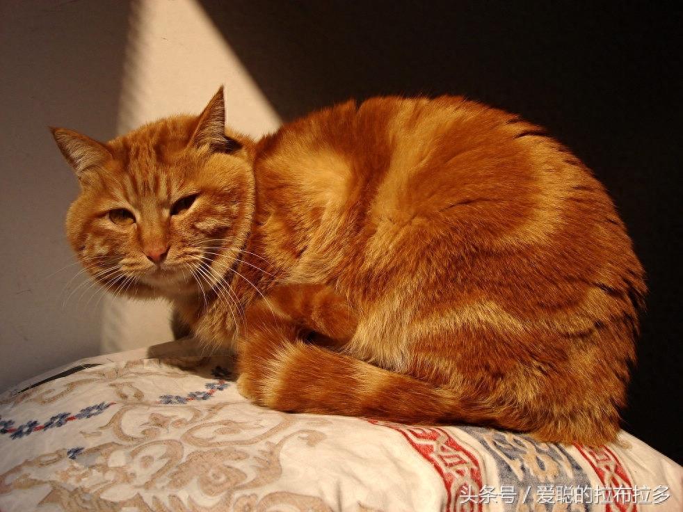 虎皮猫——脸形漂亮,表情丰富,喜欢和人们相处