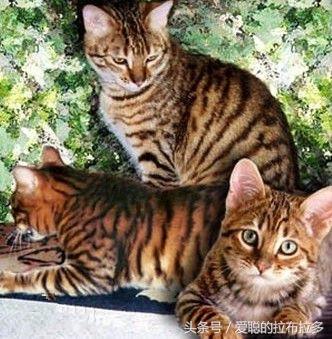 虎皮猫——脸形漂亮,表情丰富,喜欢和人们相处
