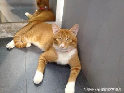 虎皮猫——脸形漂亮,表情丰富,喜欢和人们相处