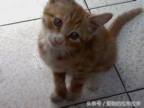 虎皮猫——脸形漂亮,表情丰富,喜欢和人们相处