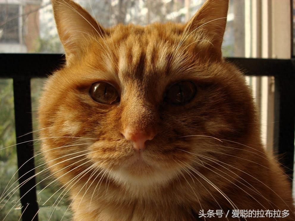虎皮猫——脸形漂亮,表情丰富,喜欢和人们相处