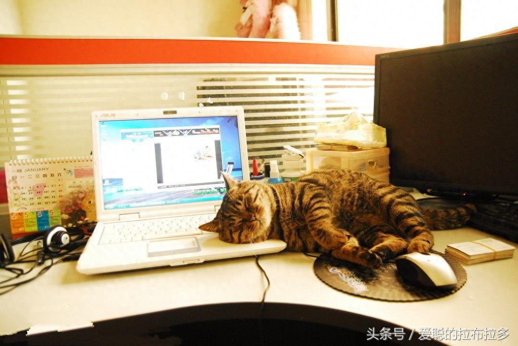 虎皮猫——脸形漂亮,表情丰富,喜欢和人们相处