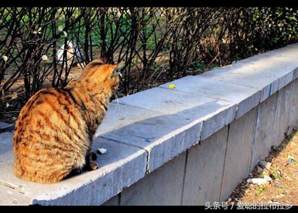 虎皮猫——脸形漂亮,表情丰富,喜欢和人们相处