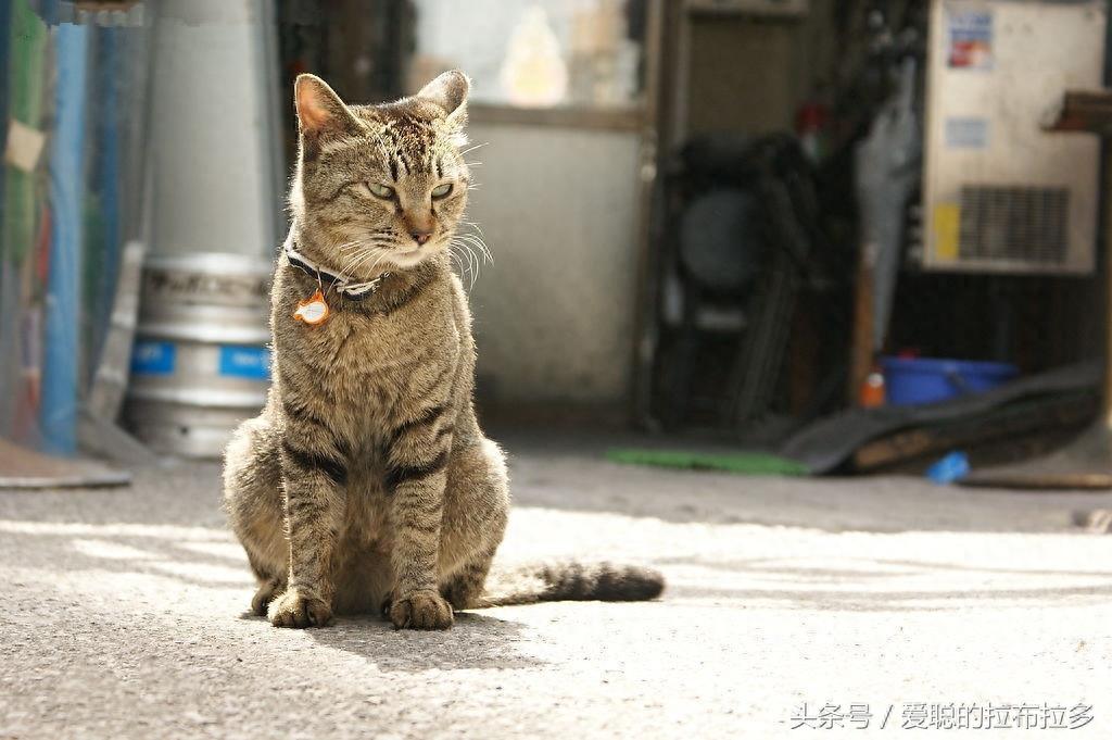 虎皮猫——脸形漂亮,表情丰富,喜欢和人们相处