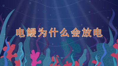 ​电鳗为什么会放电
