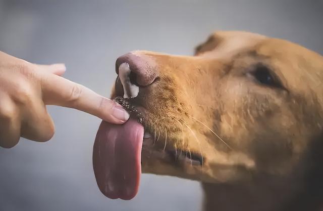 狗狗为什么一直想舔人（竟是为了这几件事）(8)