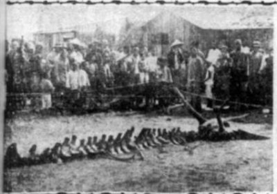 ​未解之谜：地球上最大的胸肌 地球上最大的胸肌是哪个