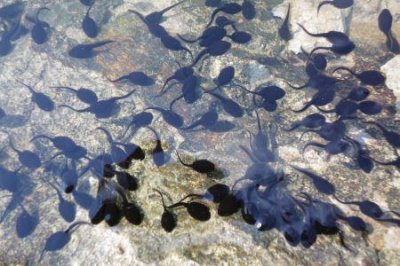 ​古时候三角木马刑罚，残忍针对女子骑在最尖部位