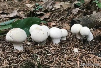 ​人称“马粪包”，儿时用石头砸烂，如今一斤150元，成稀罕山货