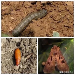 ​地下害虫——地老虎篇