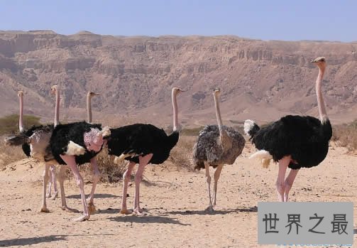 世界上最大的鸟,史前巨鸟翼展达7.3米(图)
