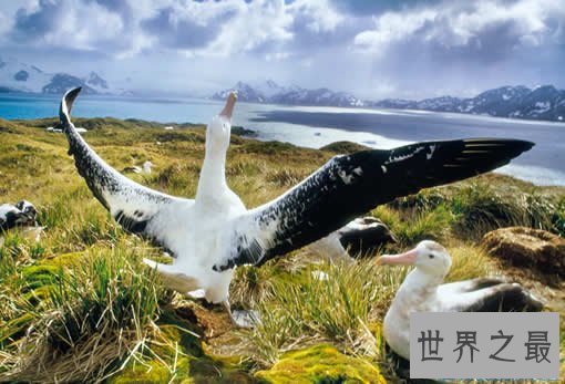 世界上最大的鸟,史前巨鸟翼展达7.3米(图)