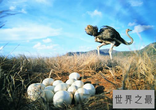 世界上最大的鸟,史前巨鸟翼展达7.3米(图)