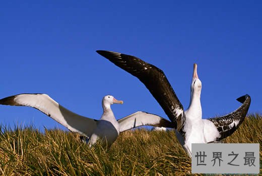 世界上最大的鸟,史前巨鸟翼展达7.3米(图)