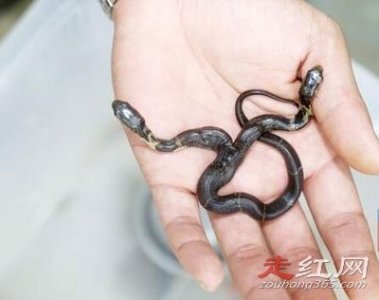 ​桂平挖蛇事件是真的吗 有一条已经是跑了