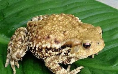 ​世界上最恶心的生物Top5，蛀船虫丑爆（琵琶蟾蜍让人想吐）