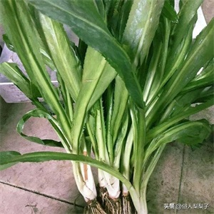 芫荽和香菜的区别(芫荽和香菜是一种东西吗)