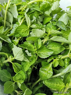 芫荽和香菜的区别(芫荽和香菜是一种东西吗)