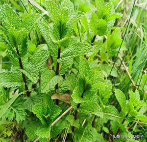 芫荽和香菜的区别(芫荽和香菜是一种东西吗)