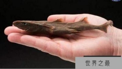 ​世界上最弱的鲨鱼：硬背侏儒鲨，身长仅18厘米(会发光)