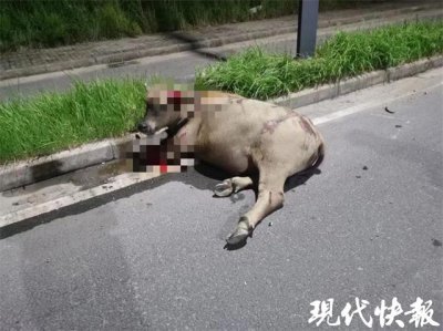 ​“我出车祸了，撞到了一头牛！”